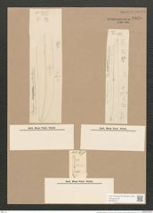 Pleurosigma spectabile Grun. (de-Toni-Nr.: Genus 13, Species 1072) Zeichnungen Sammlung Grunow Nr. 1939 (NHMW-BOT-W0369075)